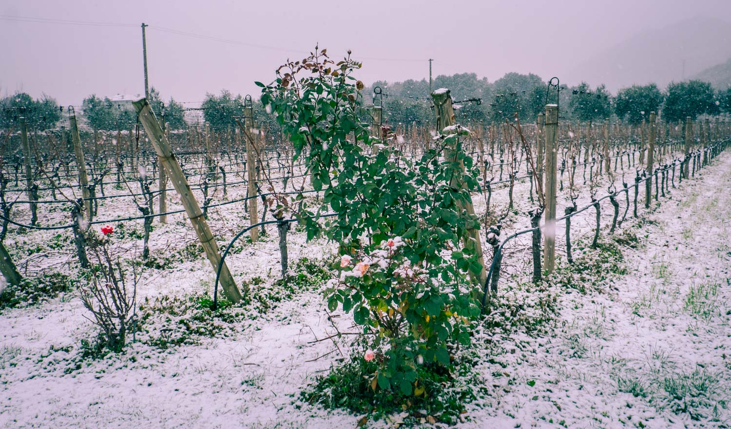 Biodynamisk vingård vid Gardasjön: Pisoni